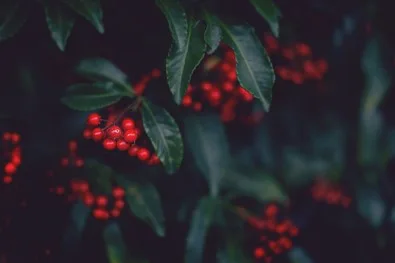 Christmas Party at the Studios